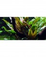 Cryptocoryne undulata 'Broad Leaves'